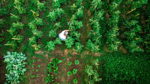 Simulaciones digitales y drones mejoran la predicción del rendimiento hortícola.jpg